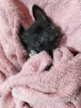Jiji