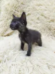 Jiji