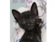 Jiji