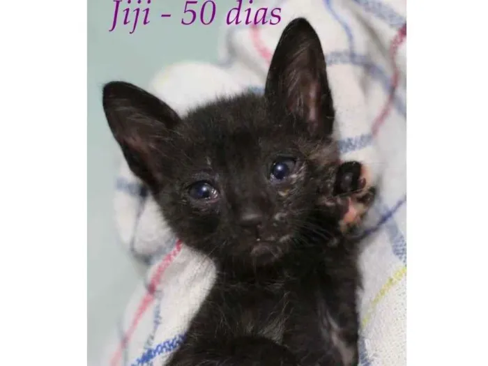 Gato ra a SRD idade Abaixo de 2 meses nome Jiji
