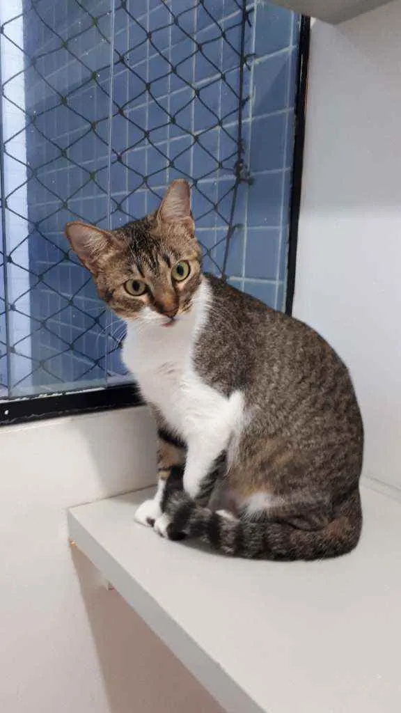 Gato raça Sem raça definida  idade 1 ano nome Cristal