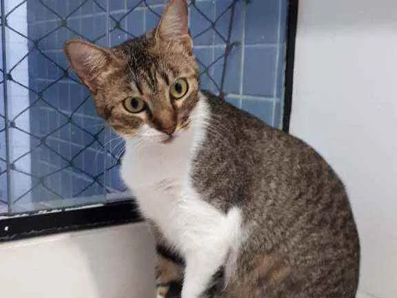 Gato raça Sem raça definida  idade 1 ano nome Cristal