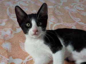 Gato raça Sem raça definida  idade 2 a 6 meses nome Fred