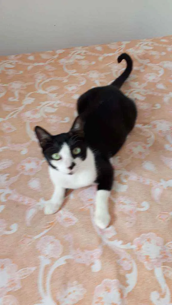 Gato raça Sem raça definida  idade 2 a 6 meses nome Safira