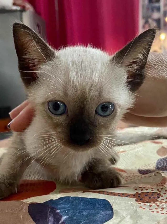 Gato ra a RND idade Abaixo de 2 meses nome Sem nomes 