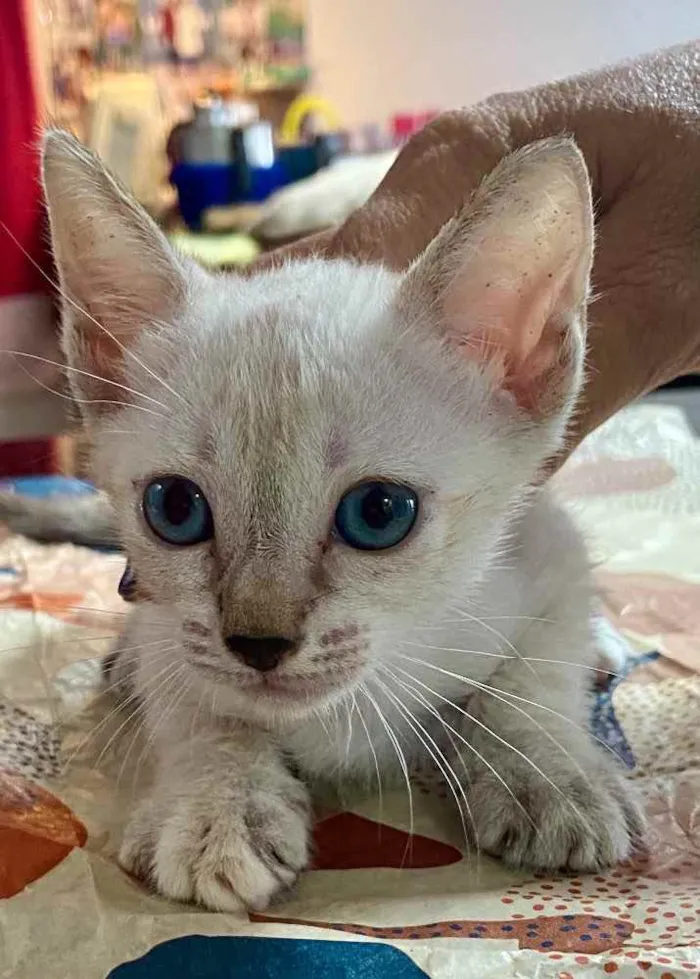 Gato ra a RND idade Abaixo de 2 meses nome Sem nomes 