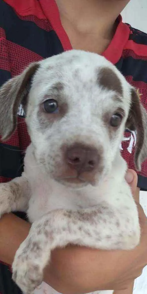 Cachorro ra a SRD idade 2 a 6 meses nome Azaléia