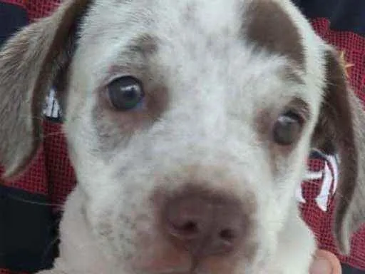 Cachorro ra a SRD idade 2 a 6 meses nome Azaléia