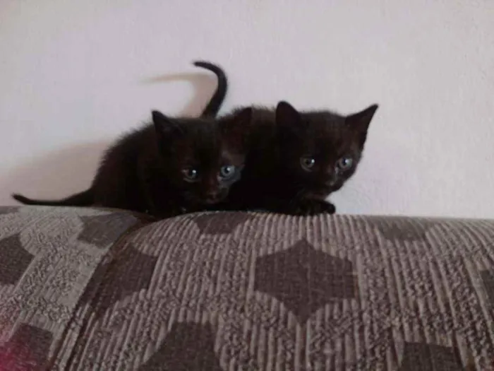 Gato ra a  idade  nome Sem nome