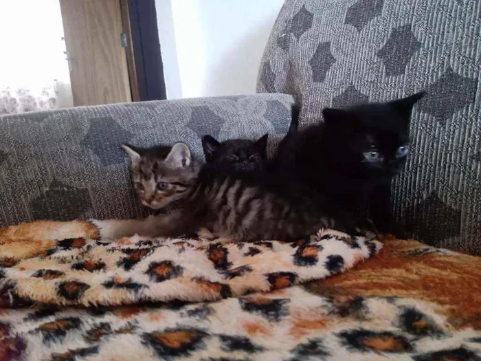 Gato ra a  idade  nome Sem nome