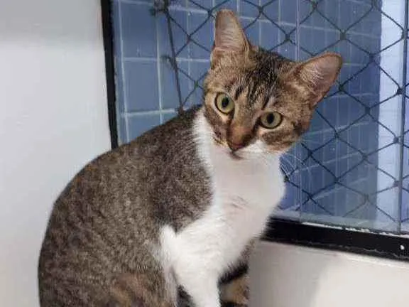 Gato raça Sem raça definida  idade 1 ano nome Cristal