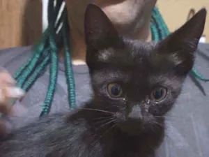 Gato raça Srd idade Abaixo de 2 meses nome Yin e Yang