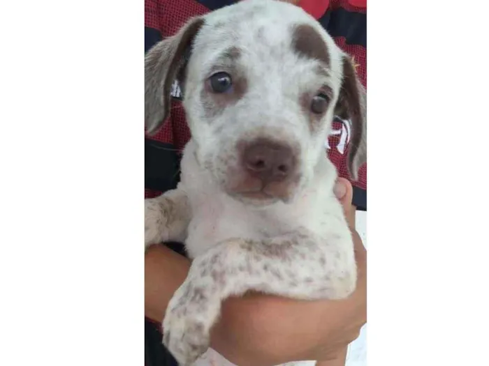 Cachorro ra a SRD idade 2 a 6 meses nome Azaléia