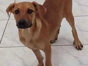 Cachorro raça SRD-ViraLata idade 7 a 11 meses nome Lillo