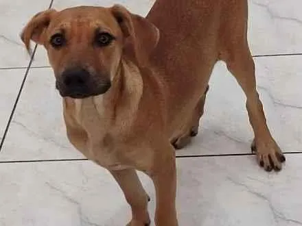 Cachorro ra a SRD-ViraLata idade 7 a 11 meses nome Lillo