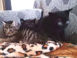 Gato raça  idade  nome Sem nome