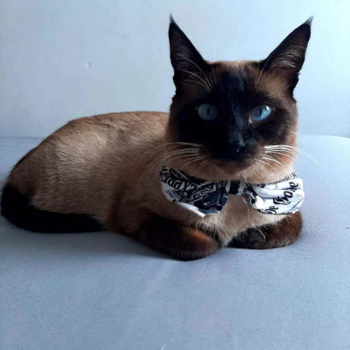 Gato ra a Sem raça  idade 7 a 11 meses nome Sem nome