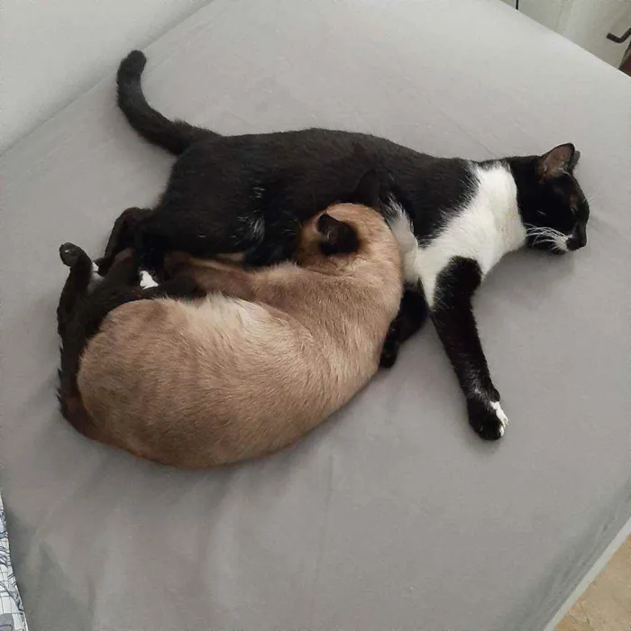 Gato ra a Sem raça  idade 7 a 11 meses nome Sem nome