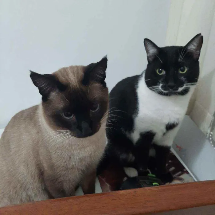 Gato ra a Sem raça  idade 7 a 11 meses nome Sem nome