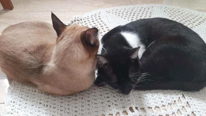 Gato ra a Sem raça  idade 7 a 11 meses nome Sem nome