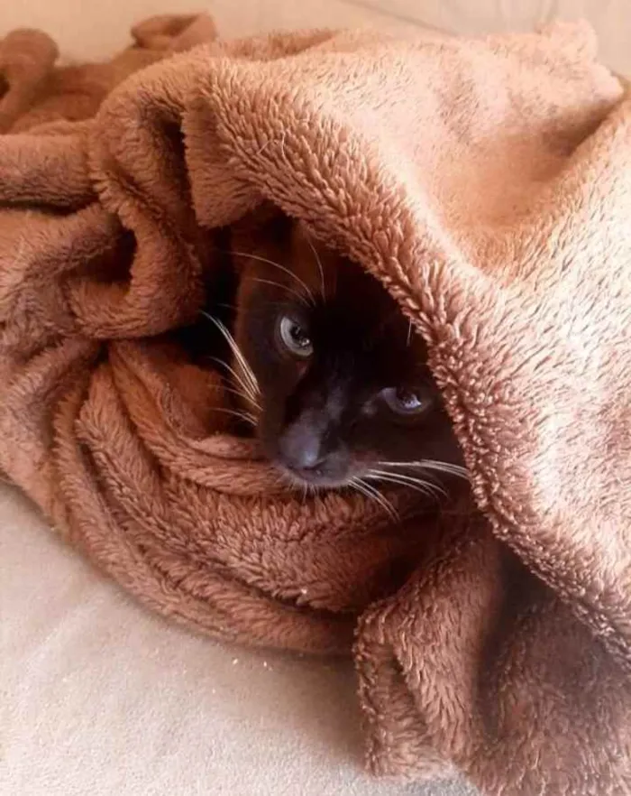 Gato ra a Sem raça  idade 7 a 11 meses nome Sem nome