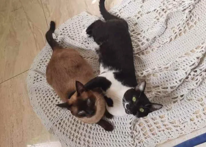Gato ra a Sem raça  idade 7 a 11 meses nome Sem nome
