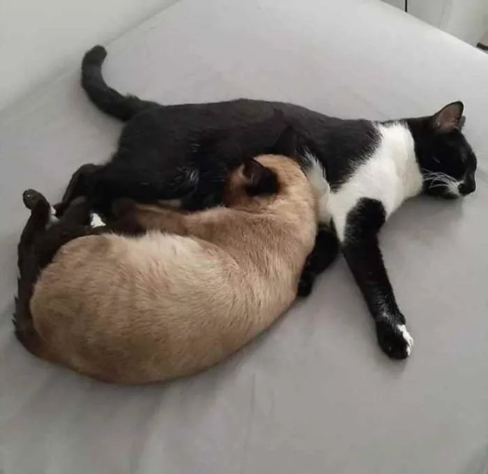 Gato ra a Sem raça  idade 7 a 11 meses nome Sem nome
