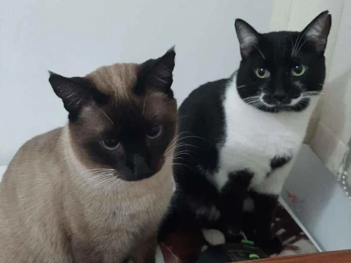 Gato ra a Sem raça  idade 7 a 11 meses nome Sem nome
