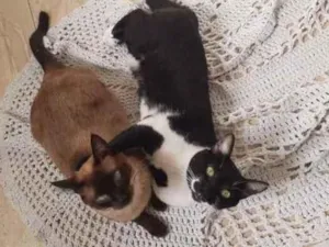 Gato raça Sem raça  idade 7 a 11 meses nome Sem nome