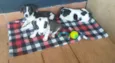 Dara,Zara,joca