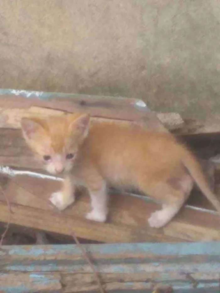 Gato ra a Vira lata  idade 2 a 6 meses nome Melo 