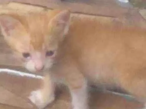 Gato ra a Vira lata  idade 2 a 6 meses nome Melo 