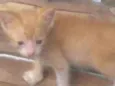Melo