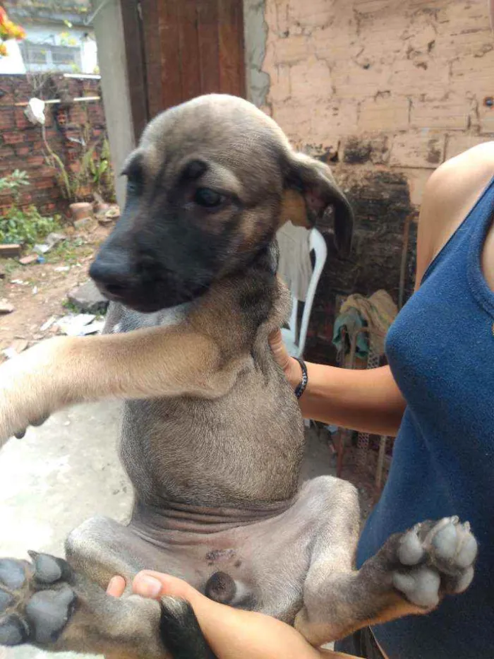 Cachorro ra a Vira lata  idade 2 a 6 meses nome Sem nome 5 animais