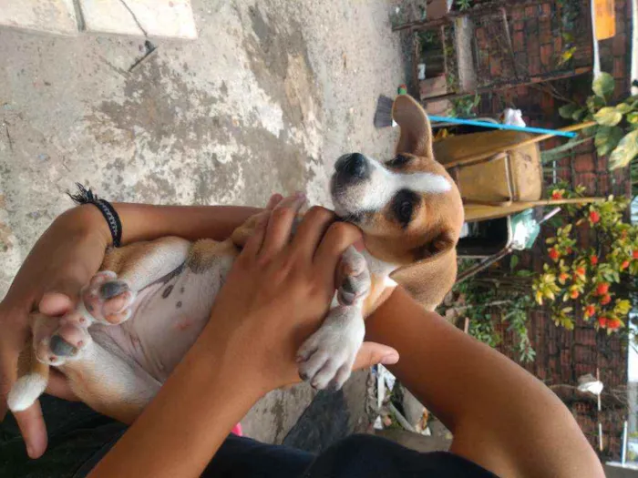 Cachorro ra a Vira lata  idade 2 a 6 meses nome Sem nome 5 animais