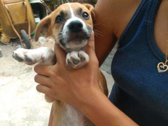 Cachorro ra a Vira lata  idade 2 a 6 meses nome Sem nome 5 animais