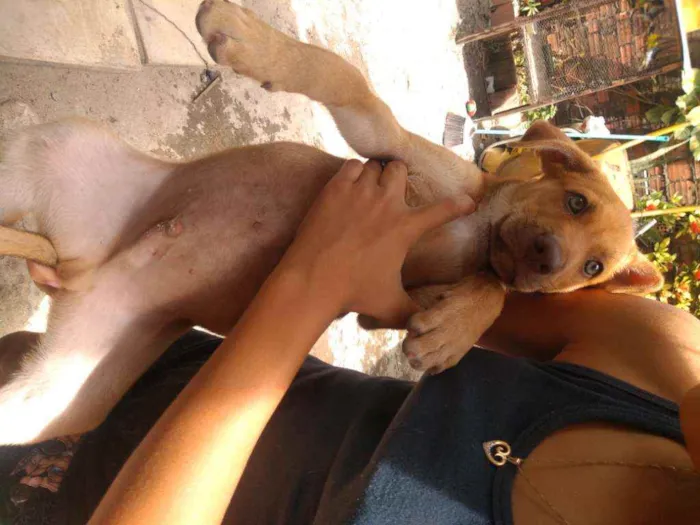 Cachorro ra a Vira lata  idade 2 a 6 meses nome Sem nome 5 animais