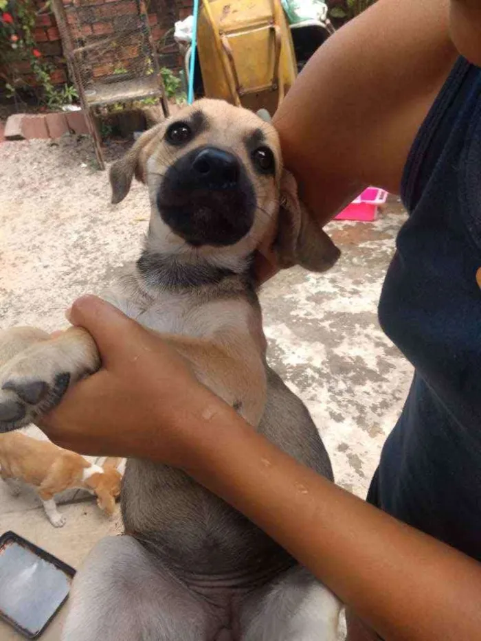 Cachorro ra a Vira lata  idade 2 a 6 meses nome Sem nome 5 animais