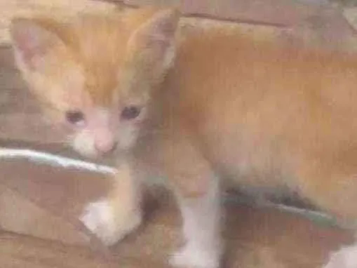 Gato ra a Vira lata  idade 2 a 6 meses nome Melo 