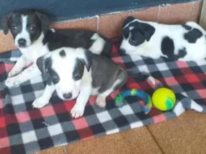 Cachorro raça Srd idade 2 a 6 meses nome Dara,Zara,joca