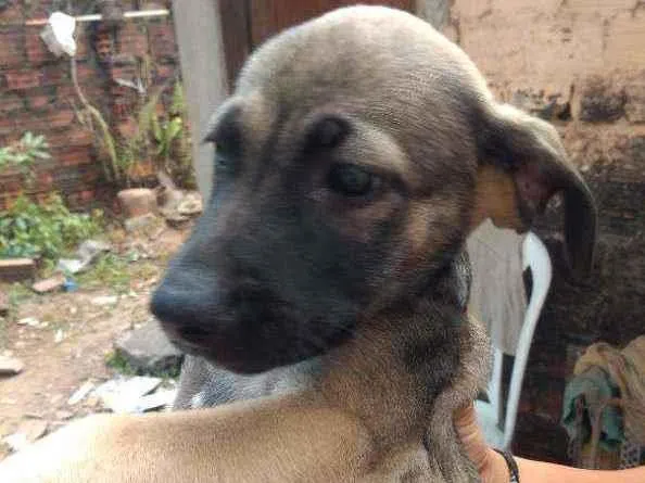 Cachorro ra a Vira lata  idade 2 a 6 meses nome Sem nome 5 animais