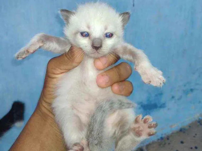 Gato ra a Siamês e mestiços idade Abaixo de 2 meses nome Não tem nome