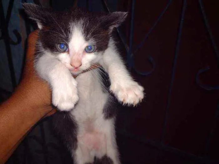 Gato ra a Siamês e mestiços idade Abaixo de 2 meses nome Não tem nome