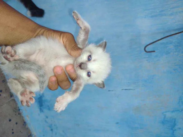 Gato ra a Siamês e mestiços idade Abaixo de 2 meses nome Não tem nome