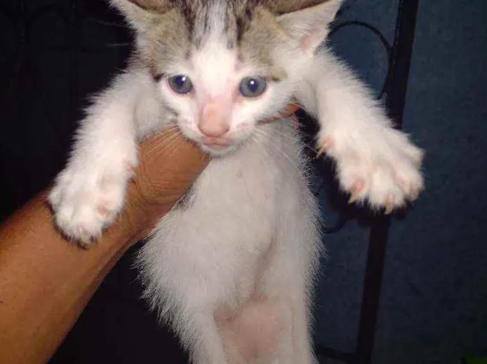 Gato ra a Siamês e mestiços idade Abaixo de 2 meses nome Não tem nome