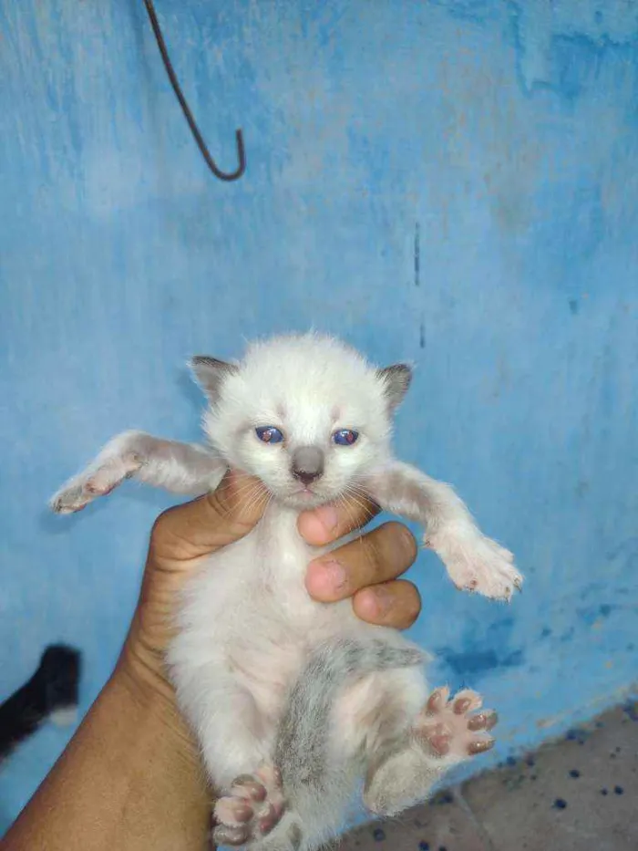 Gato ra a Siamês e mestiços idade Abaixo de 2 meses nome Não tem nome