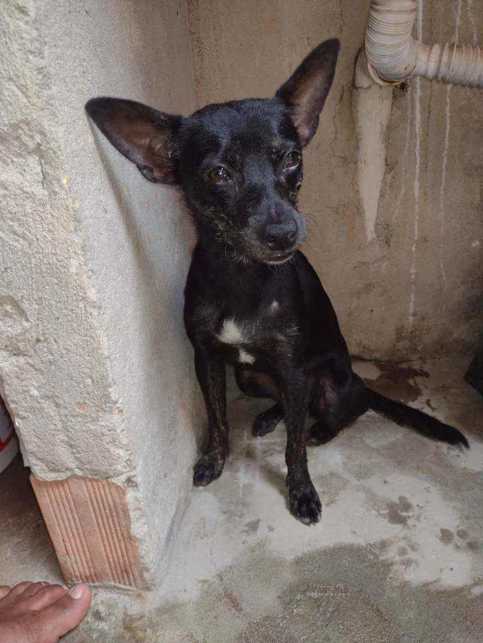 Cachorro ra a Não sei idade 7 a 11 meses nome Belinha