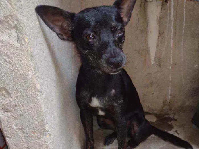 Cachorro ra a Não sei idade 7 a 11 meses nome Belinha