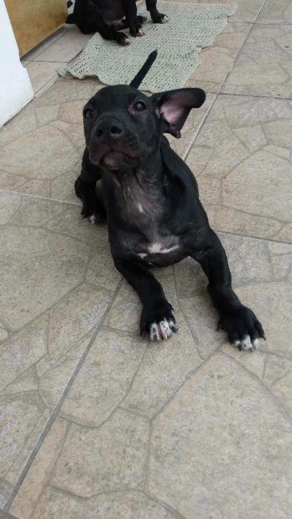 Cachorro ra a Sem idade 2 a 6 meses nome Sem nome