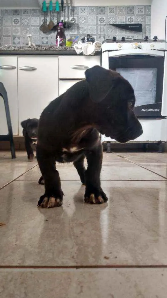 Cachorro ra a Sem idade 2 a 6 meses nome Sem nome